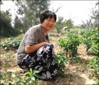 �����������������Ϻ��¶�Ѱ��,1958���Ϻ�Ͻ��ʧɢ,�Ϻ��¶�