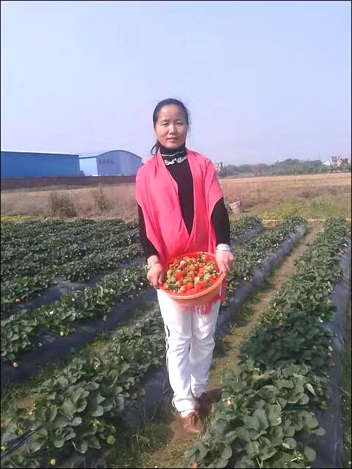 Ƽ8510·Ҹճһ,1986ڸƽʧɢ,